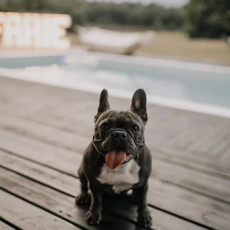 Farie Mazury Dom Na Wylacznosc Dla 20 Osob Z Basenem, Sauna I Jacuzzi Faryny